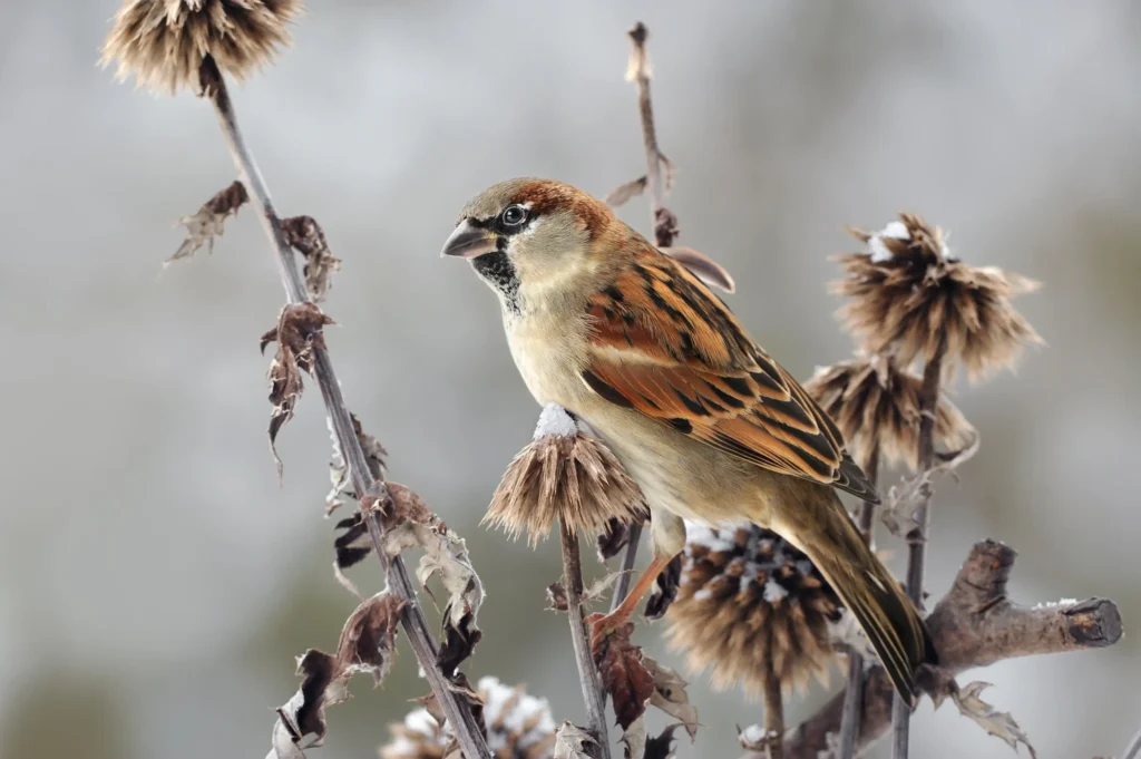 Wróbel domowy (Passer domesticus)