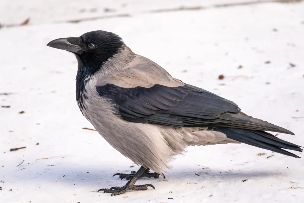 Wrona siwa (Corvus corone)