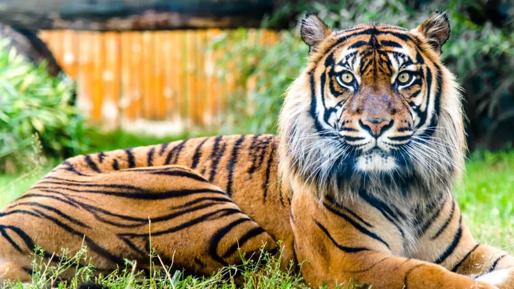 tygrys sumatrzański