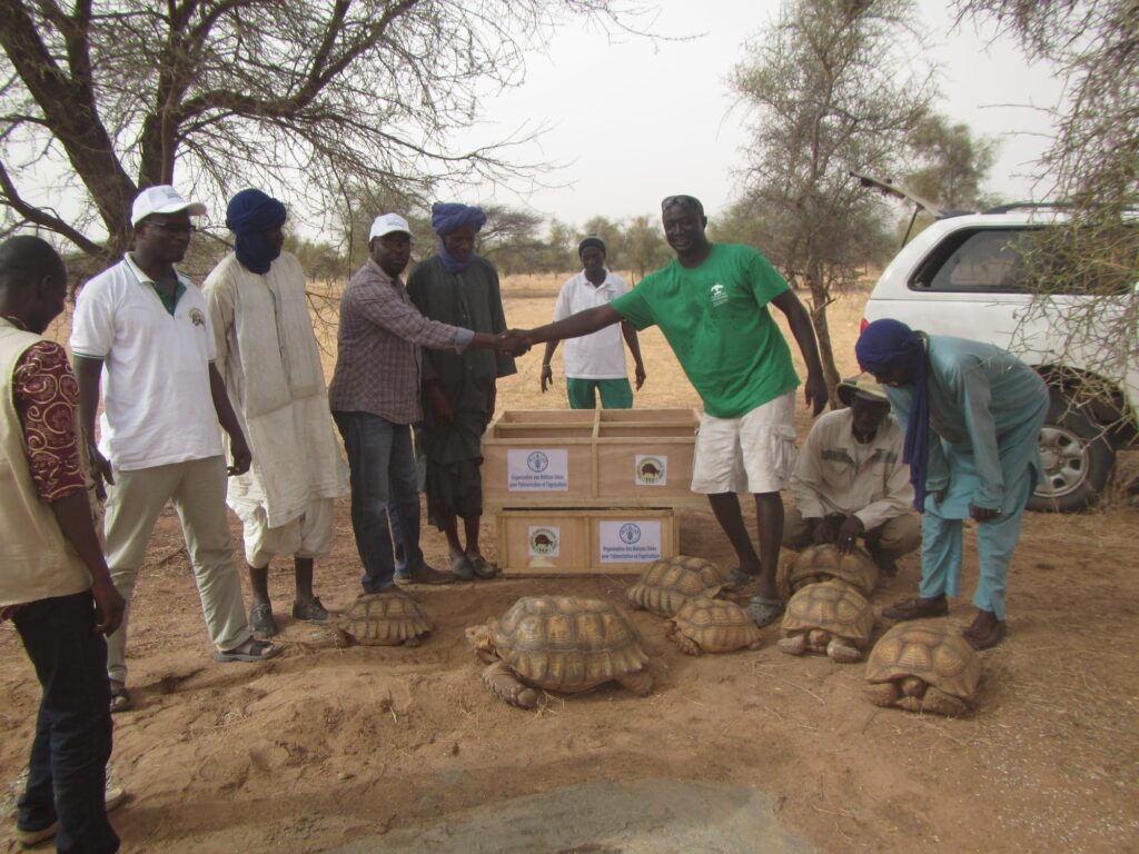 Program ochrony żółwi w Senegalu