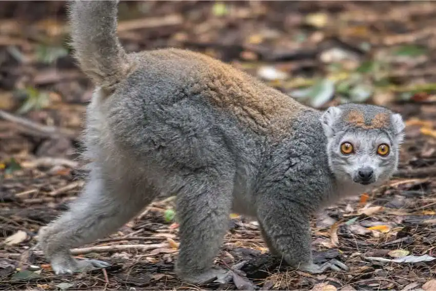 lemur koroniasty