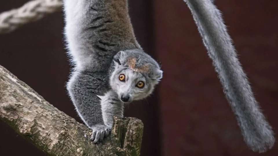 lemur koroniasty