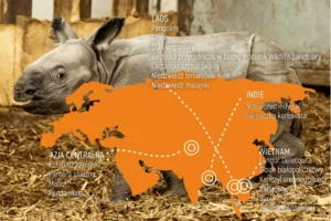 projekty zoo w Azji