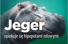 Jeger_hipopotamy