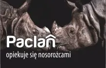 Paclan_nosorożce