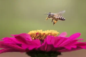 dzikie w mieście pszczoła