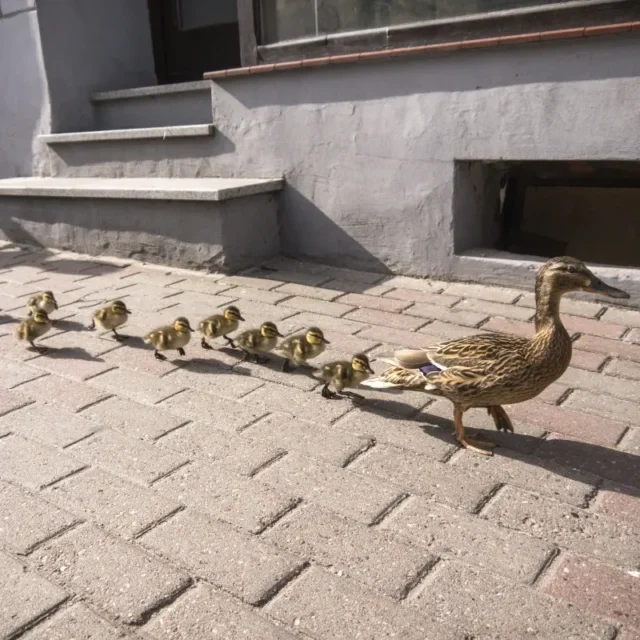 Dzikie w mieście jak pomagać