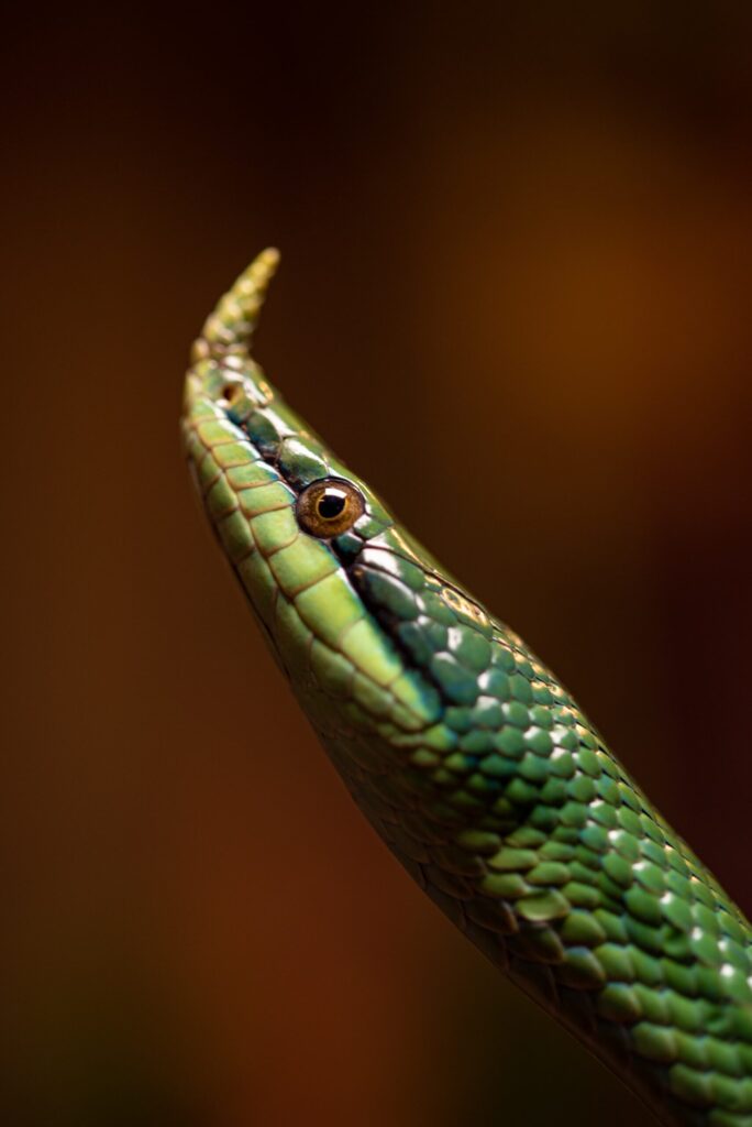 terrarium zoo wrocław Wąż długonosy