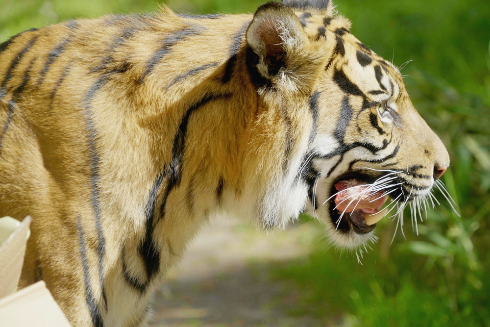 kocie urodziny Surya tygrys sumatrzański