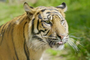 kocie urodziny Surya tygrys sumatrzański