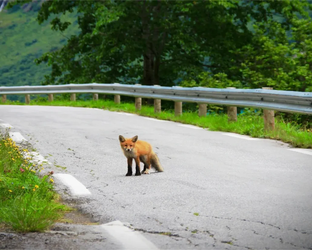 Dzikie w mieście lis na drodze