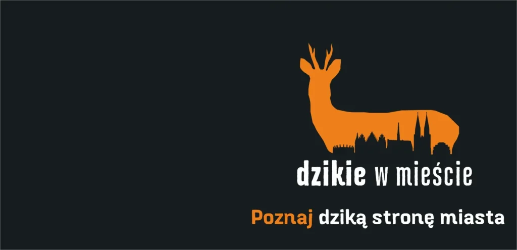 Dzikie w mieście