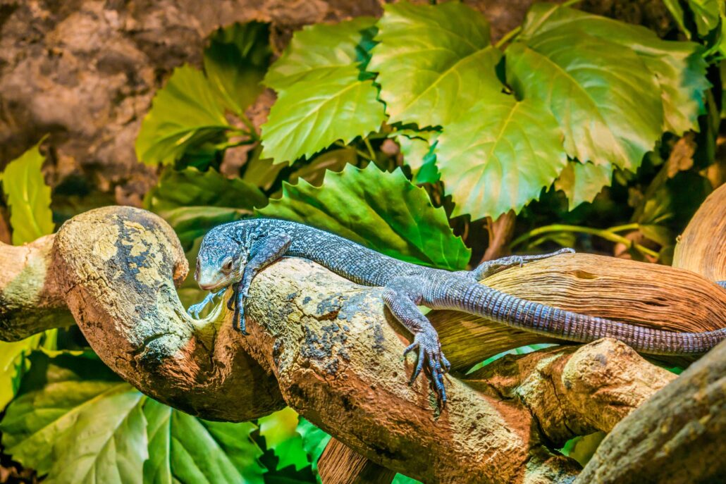 waran błękitny terrarium zoo wrocław