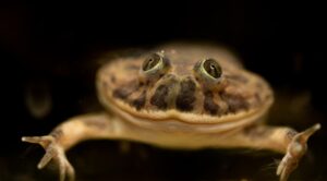 terrarium zoo wrocław żaba budgetta