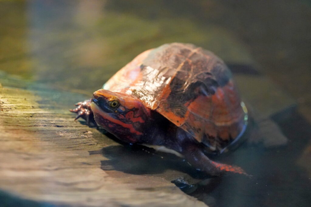 terrarium zoo wrocław żółw bourreta