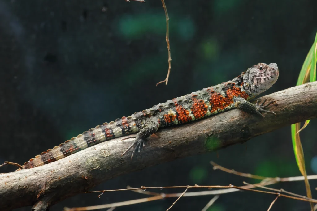 terrarium zoo wrocław jaszczurka krokodylowa