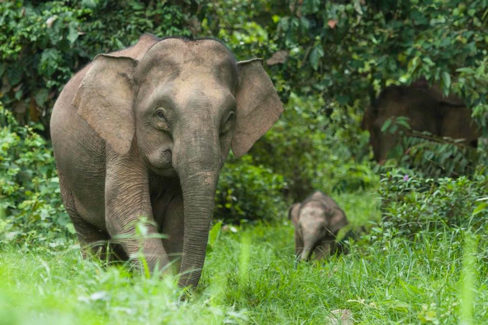 słoń indyjski zapisy wild run