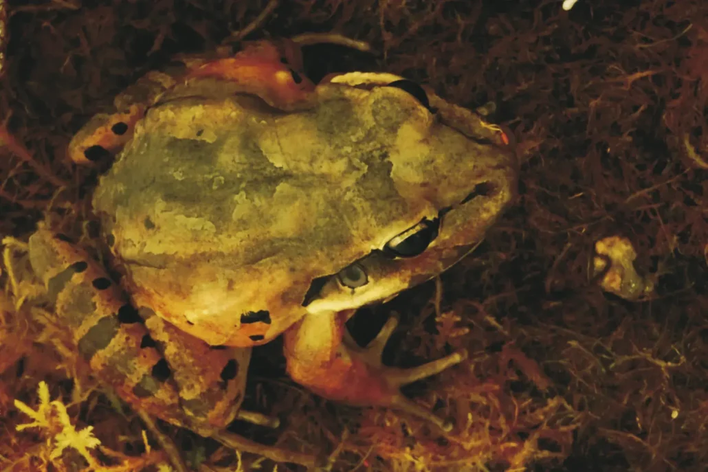 Terrarium zoo wrocław żaba gigant kurczak