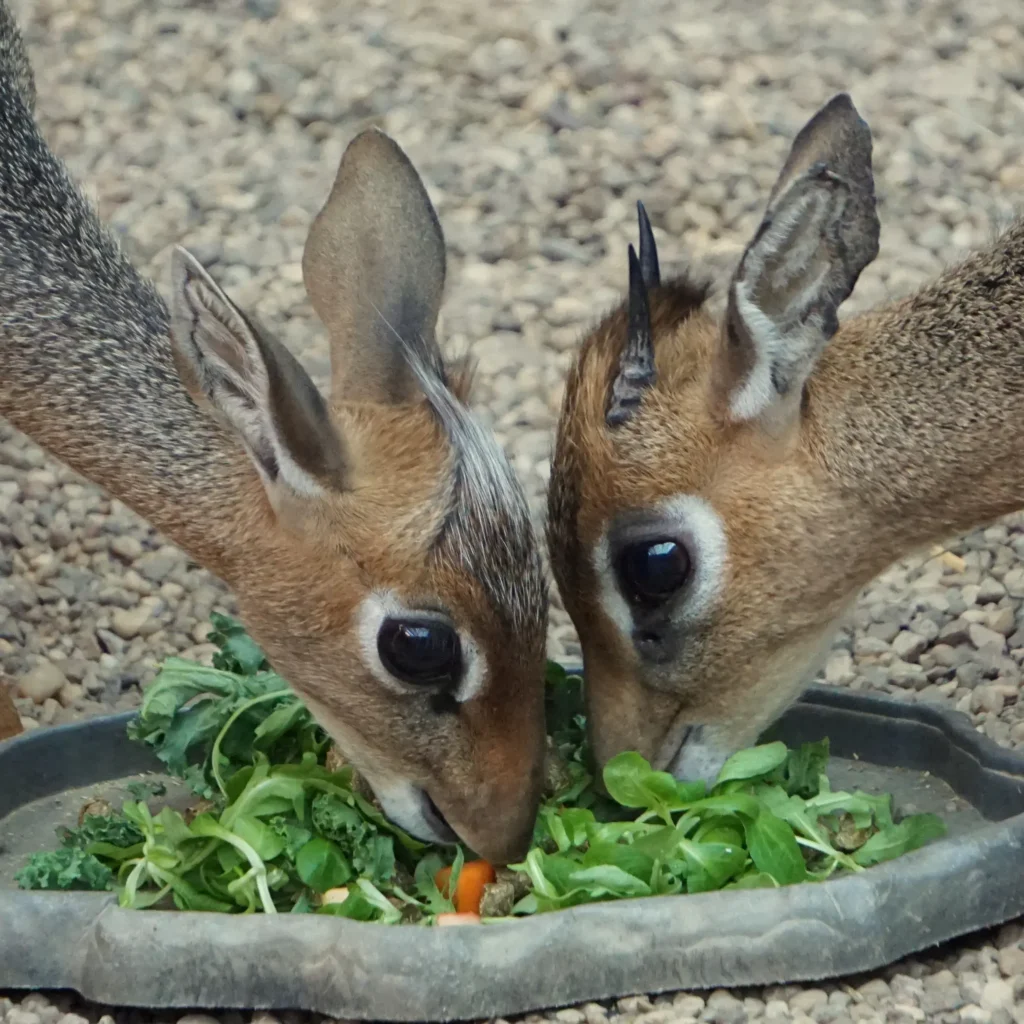 dikdik kirka