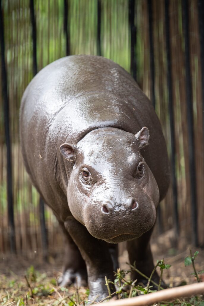 Hipopotam karłowaty Kadarka-7