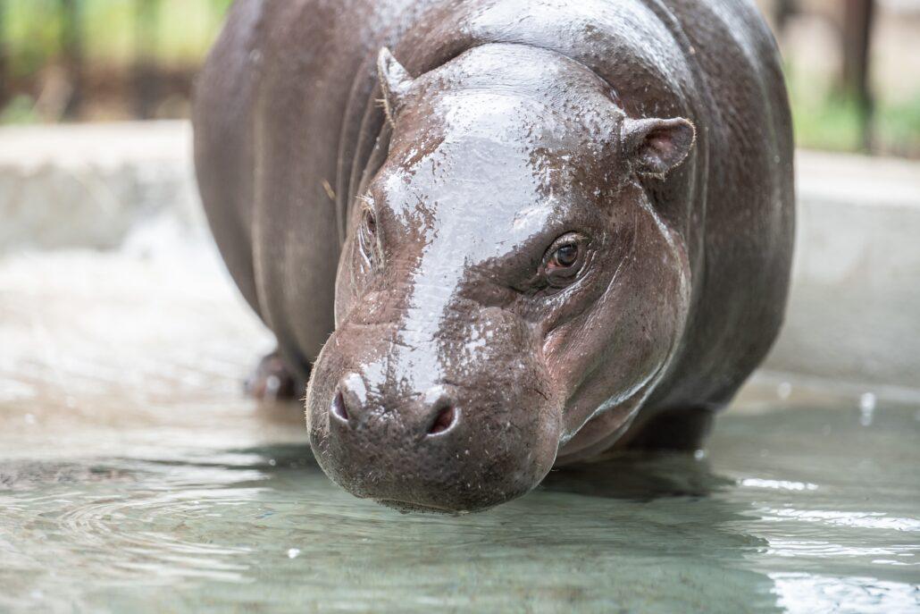 Hipopotam karłowaty Kadarka-7