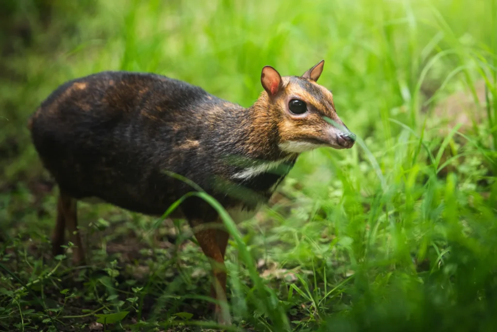 Kanczyl a dikdik kanczyl filipiński myszojeleń