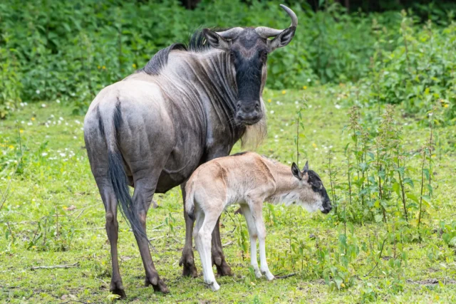 Młode gnu białobrode