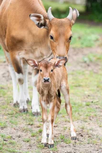 Banteng młody