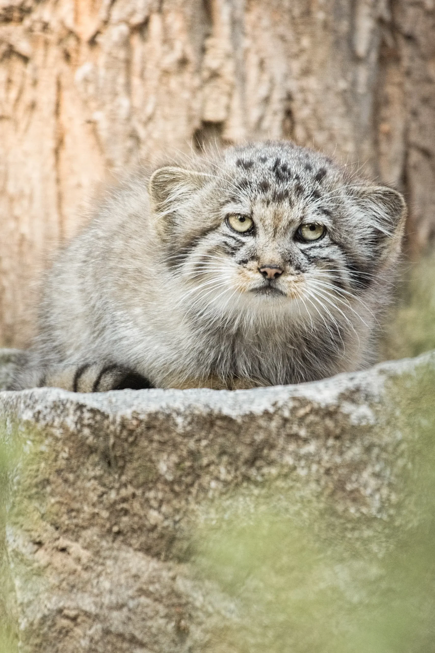 Młody manul