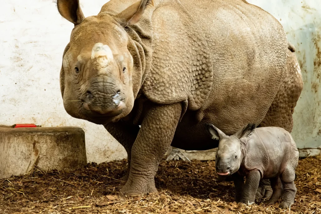 Młody nosorożec indyjski