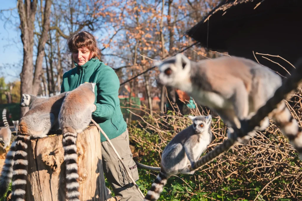 opiekun lemur katta