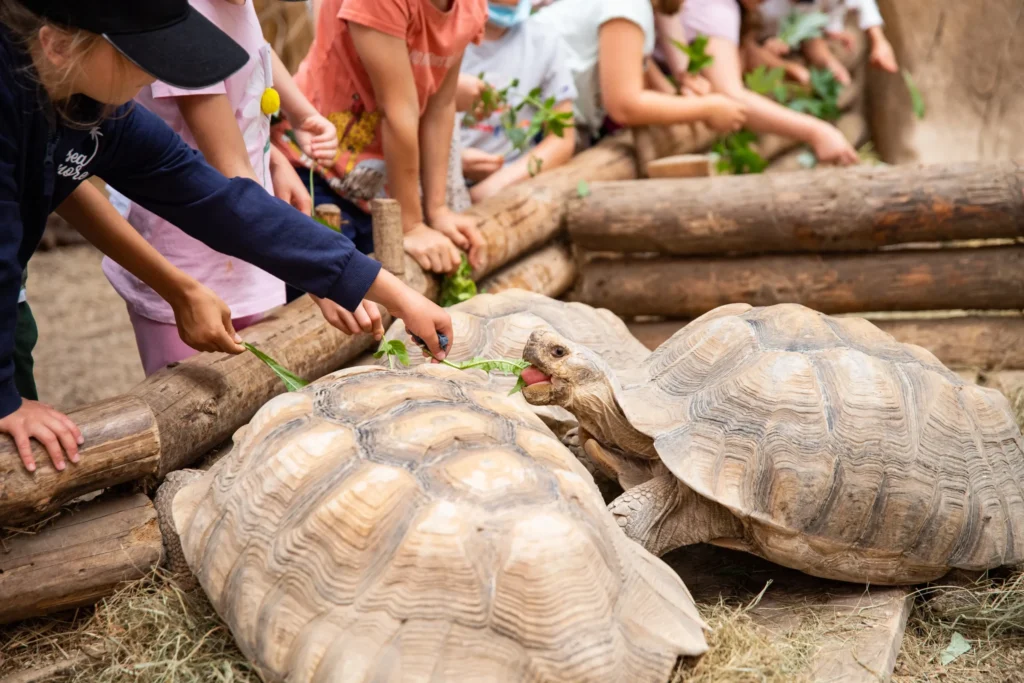 Półkolonie 2021 karmienie żółw pustynny