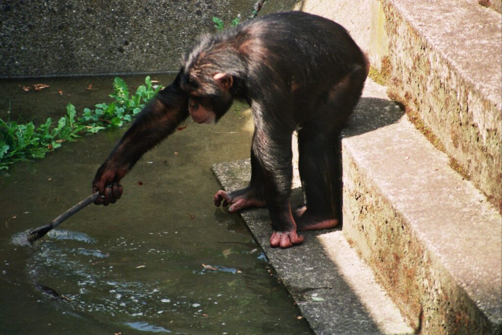 Powódź Tysiąclecia w zoo Wrocław. Fot. Mieczysław Michalak (19)