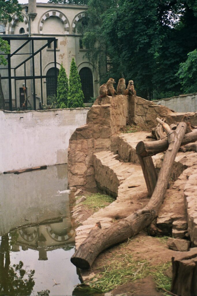 Powódź Tysiąclecia w zoo Wrocław. Fot. Mieczysław Michalak (19)