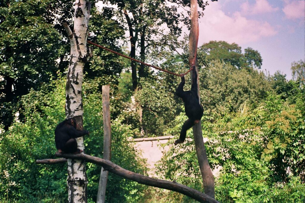 Powódź Tysiąclecia w zoo Wrocław. Fot. Mieczysław Michalak (19)