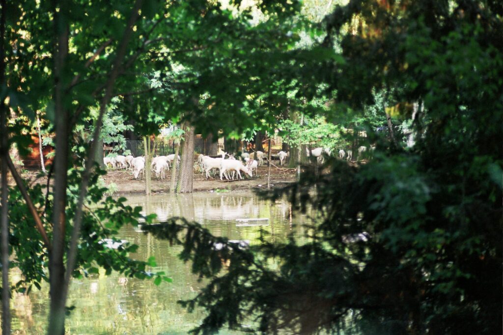 Powódź Tysiąclecia w zoo Wrocław. Fot. Mieczysław Michalak (19)