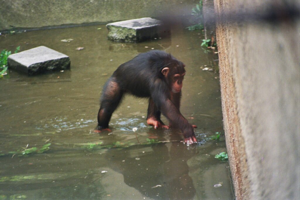 Powódź Tysiąclecia w zoo Wrocław. Fot. Mieczysław Michalak