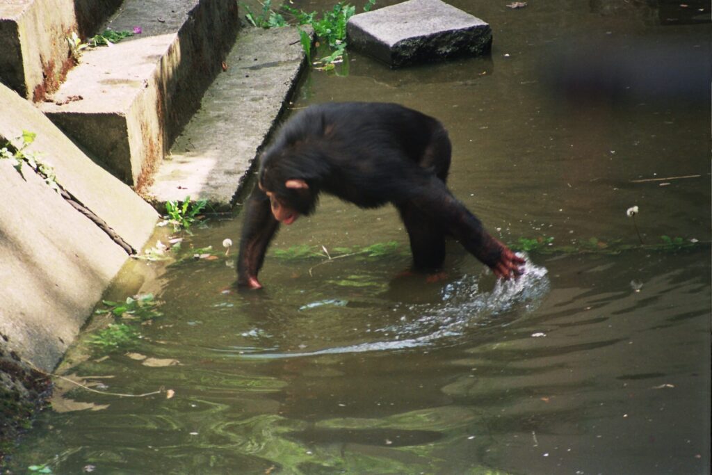 Powódź Tysiąclecia w zoo Wrocław. Fot. Mieczysław Michalak (19)