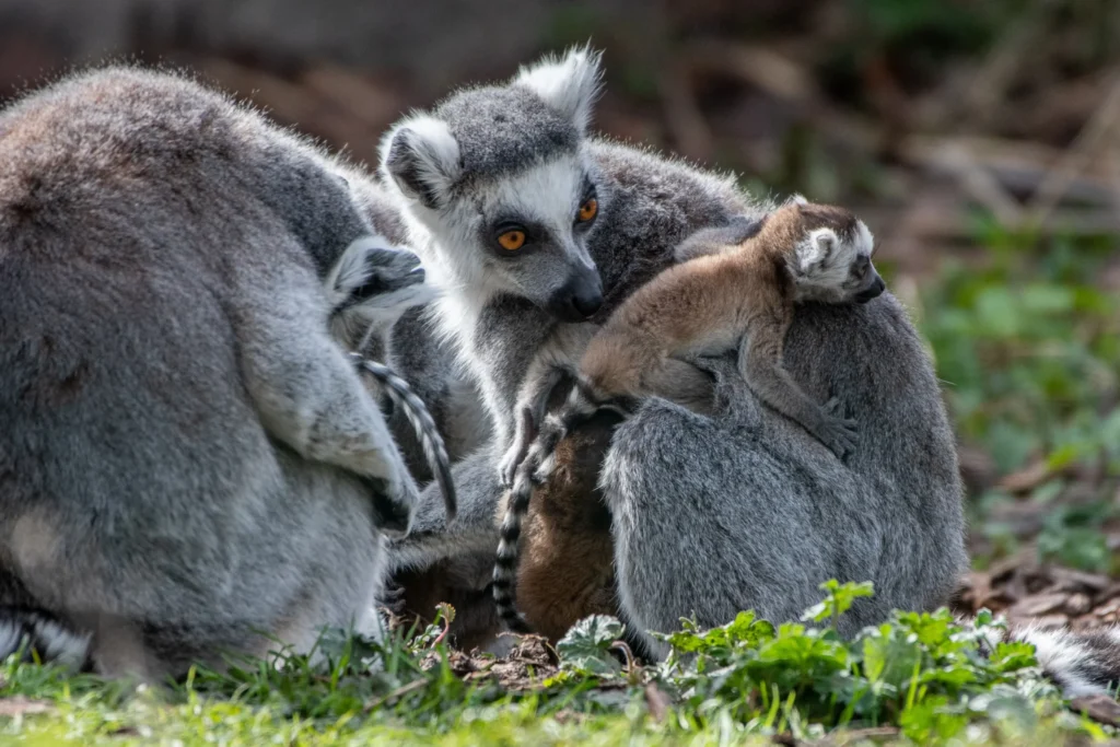 młody lemur katta