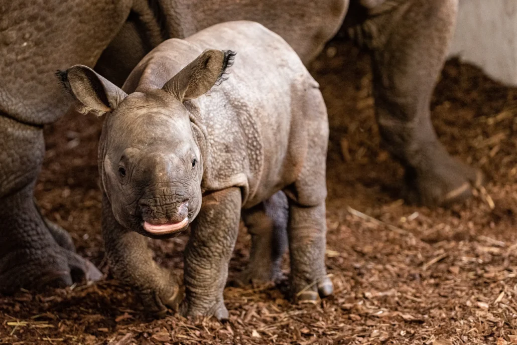 młody nosorożec