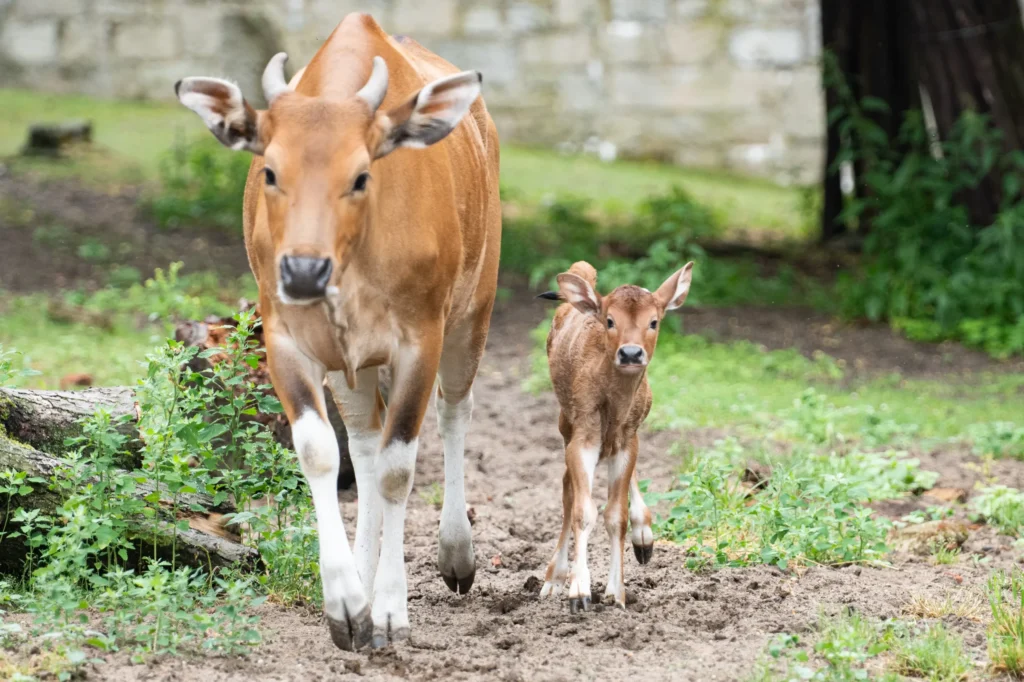 Banteng młody