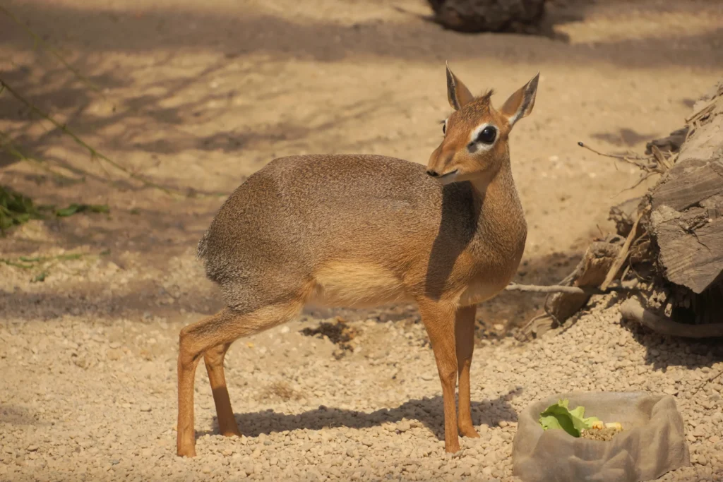 dikdik kirka