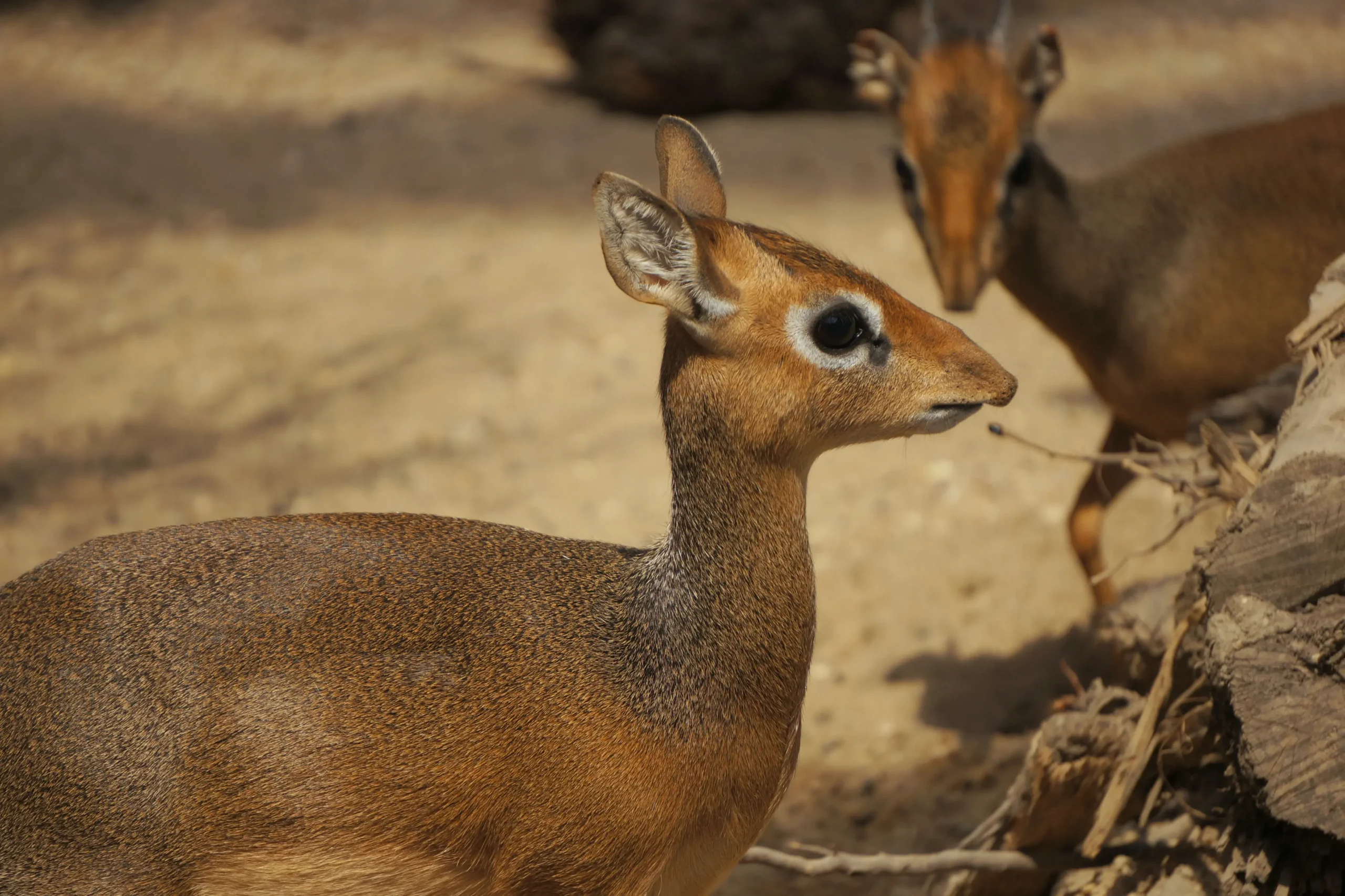 dikdik kirka