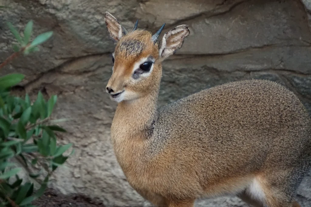 dikdik kirka