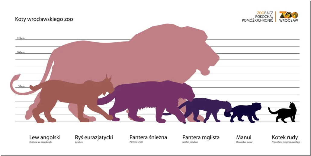 dzikie koty wielkość