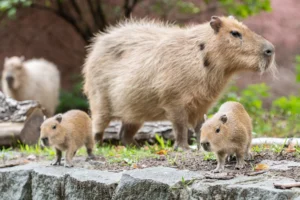 młode kapibary