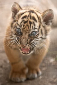 młody tygrys sumatrzański