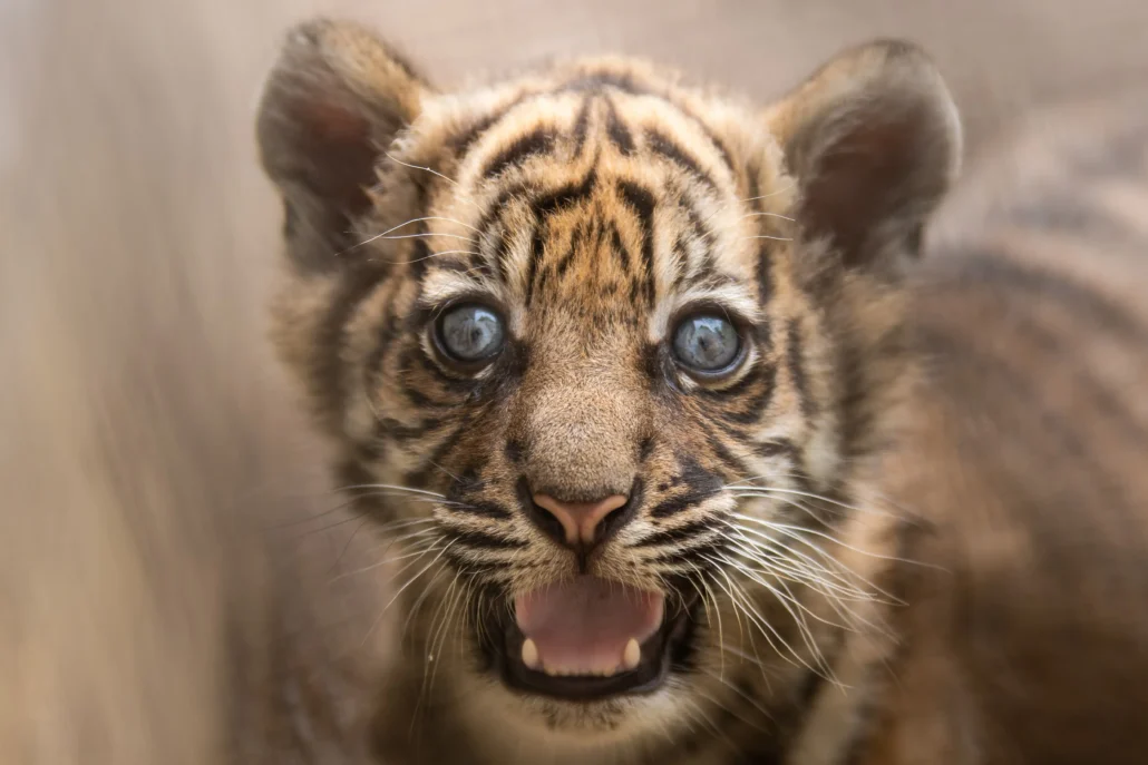 młody tygrys sumatrzański