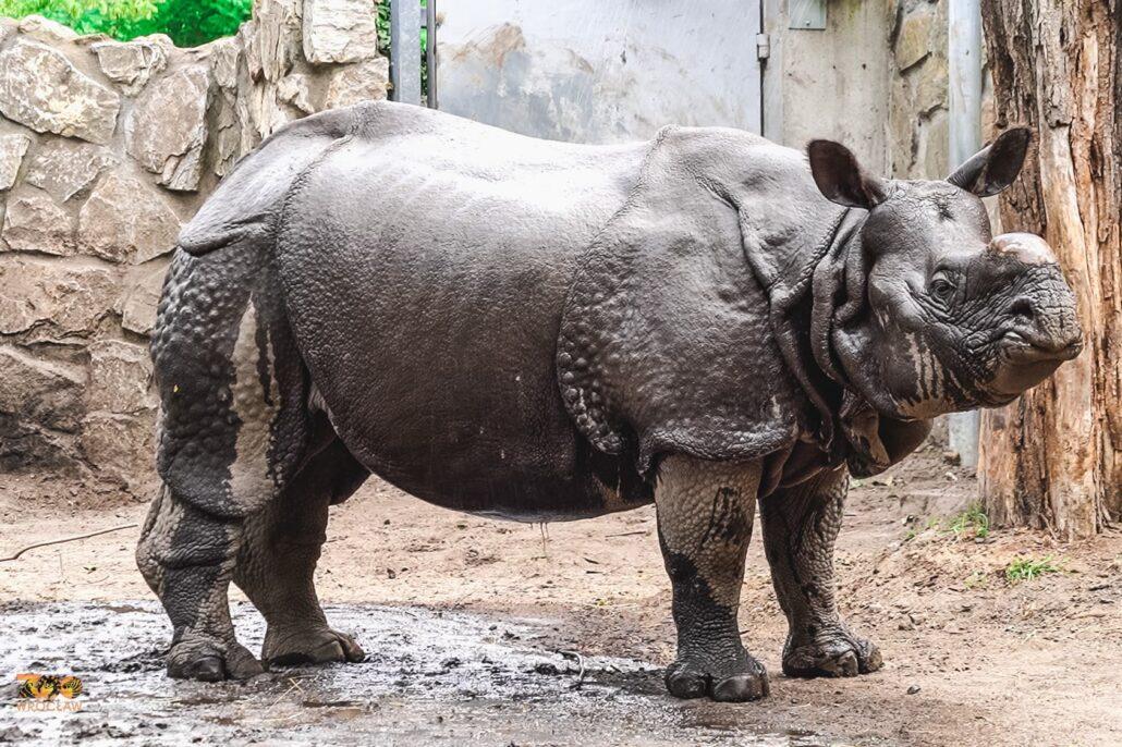 prysznic nosorożca
