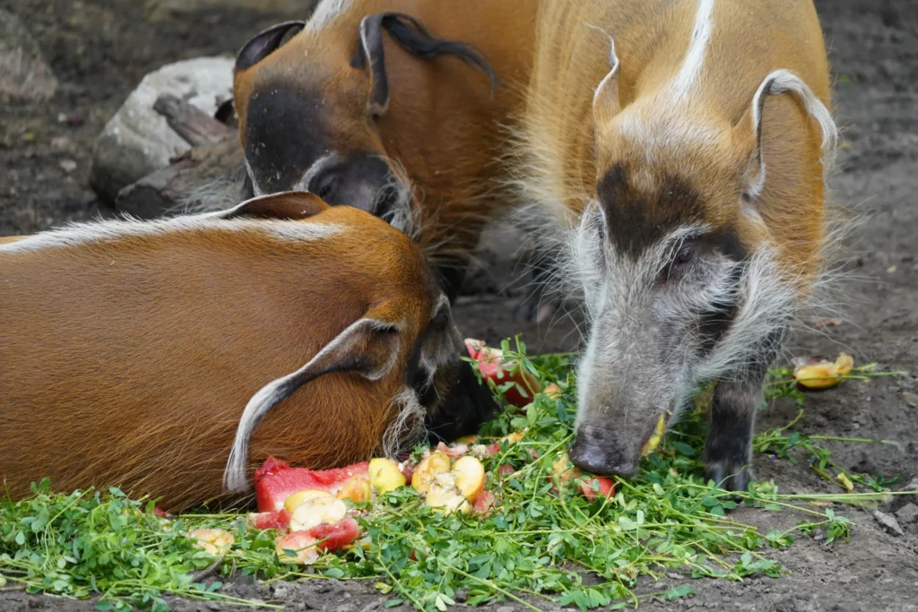 świnie rzeczne Petunia Jambon i Merida